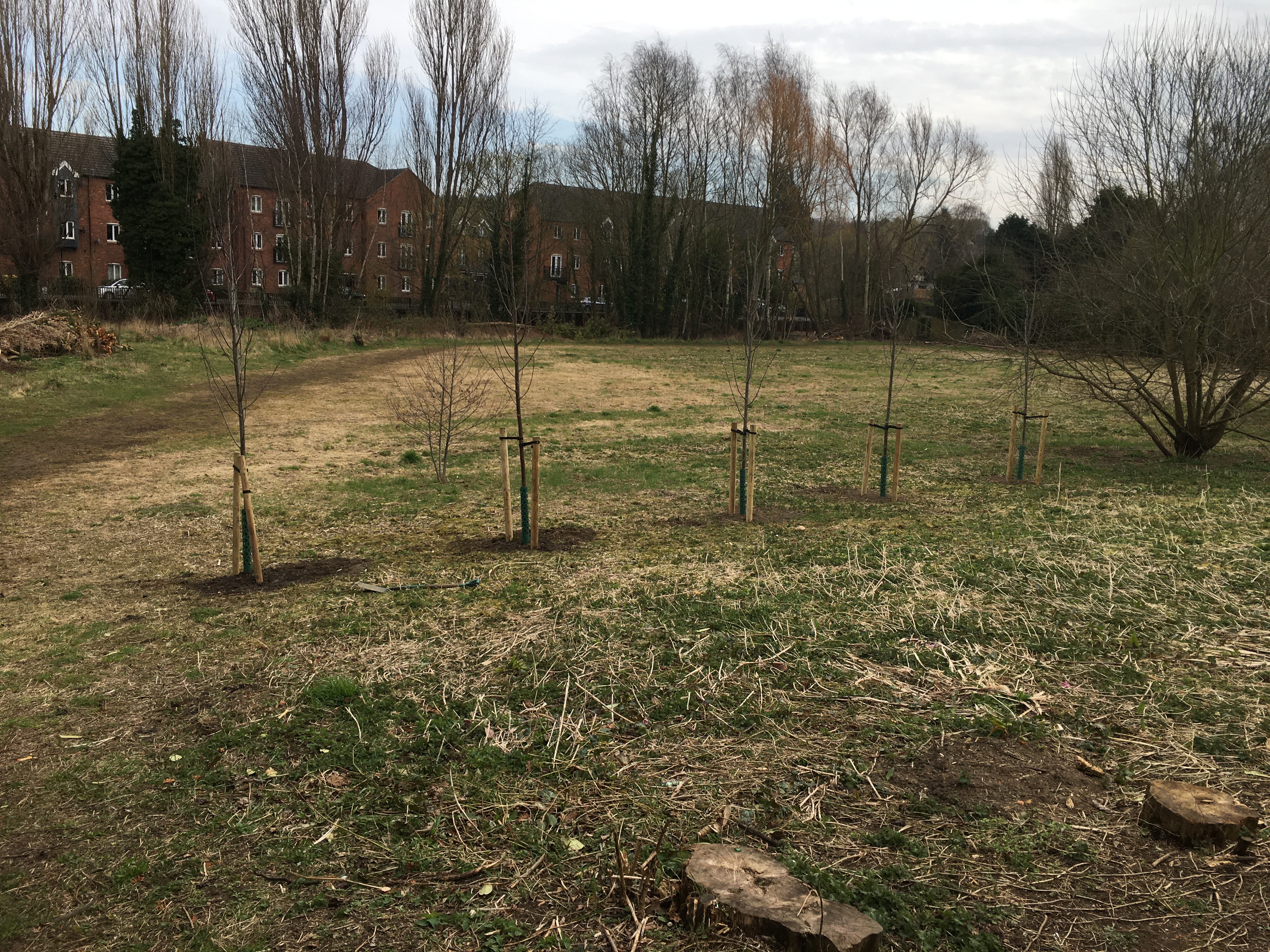 Wonderful Wildflower Meadow and Queen’s Canopy Tree Planting at Dysart Park